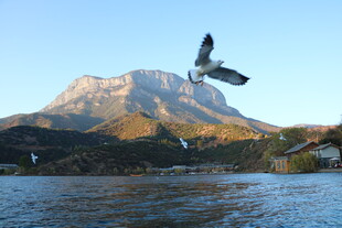 飞鸟掠湖伴远山壮丽景