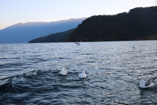 海上飞鸟伴山景