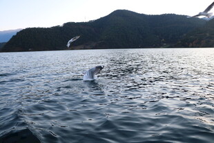 海上海豚伴飞鸟共舞