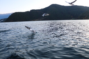 海上飞鸟跃于波光之上
