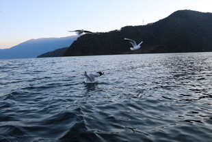 海上飞鸟与远山美景