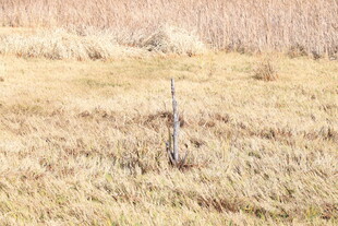 荒野中的孤独小树