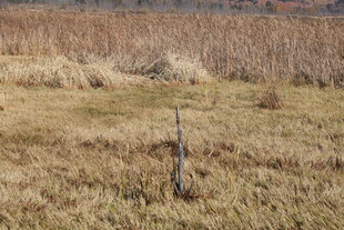田野中的孤独树木