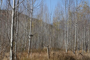 冬日枯树林景观