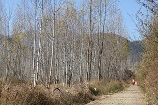 秋日林间小道徒步景象