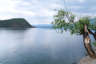 湖畔孤树 静谧山水风光