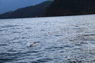 宁静湖面与飞翔的鸟儿