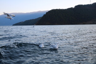 海上飞鸟与壮阔山水景色