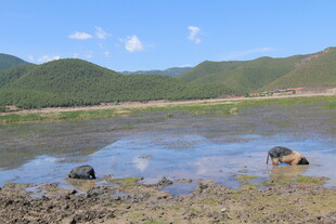 草原湿地中的动物景观