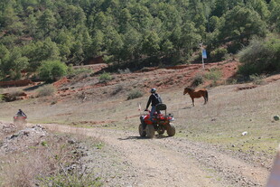 野外骑四轮车与马的场景