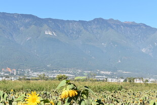 向日葵田与远山美景