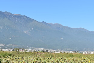 山间向日葵田 蓝天美景