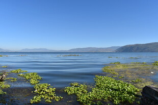 湖畔风光 绿意点缀碧水
