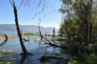 湖畔枯木与葱郁树木景观