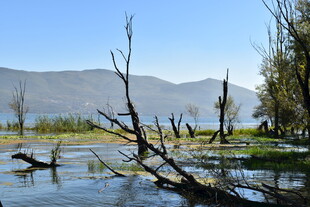 湖畔枯木 自然静谧之景
