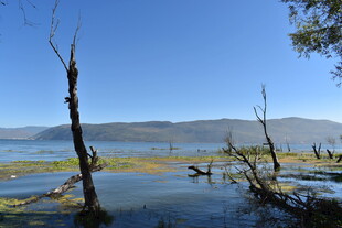 湖畔枯木与静谧水域景观