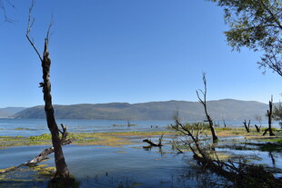 湖畔枯树与蓝天碧水之景