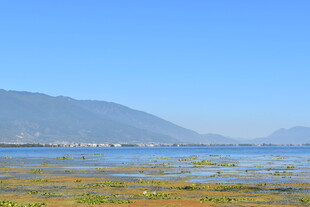 湖畔湿地风光 远山近景