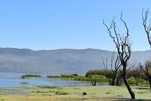 湖畔枯树与远山风景