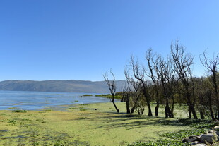 湖畔枯树 尽显自然野趣