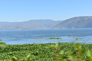 湖畔绿植与远山美景