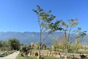 乡村田园风光美景