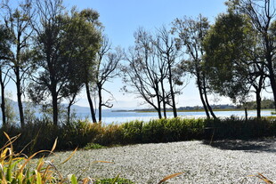 湖畔林荫碎石路风景