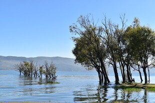水中树木的静谧湖景