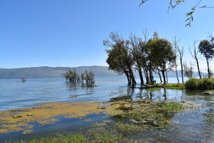 湖畔水泽树木风景图