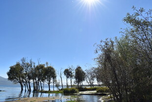 湖畔树林阳光美景