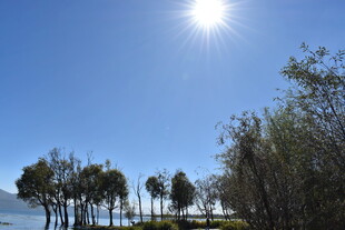 阳光下的水边树木景观