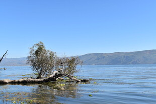 湖畔孤树 静美湖景风光