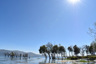 湖畔阳光树影风景如画