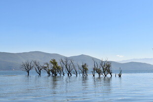 水中枯树与远山美景