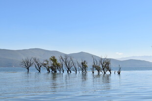 水中枯树与远山美景