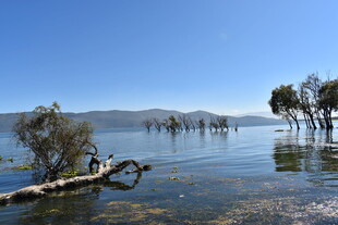 湖畔枯树与水中倒影景观