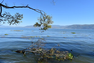 湖畔树枝垂于碧水之上