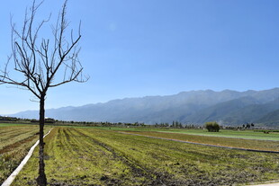 田野孤树 远山蓝天之景