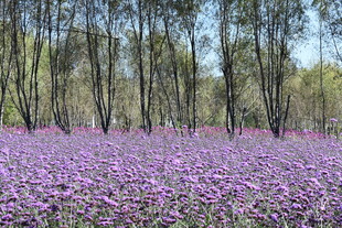 紫色花海与林间美景