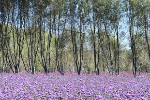 紫色花海与树林的梦幻景致