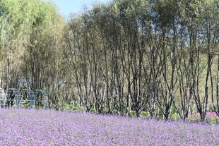 紫色花田旁的茂密树林
