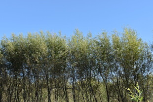 蓝天映衬下的茂密树林