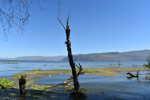 湖畔枯树 自然静谧之景