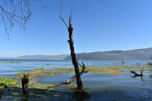 湖畔枯树 静谧自然之景