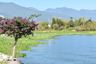 河畔繁花绿树山水美景