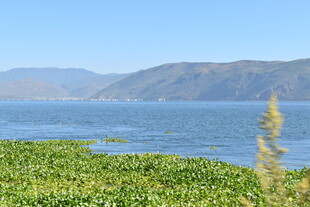 湖畔绿植与远山美景