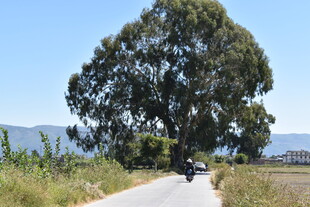 乡村公路旁的茂盛大树