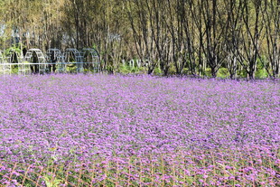 紫色花海中的烂漫景致