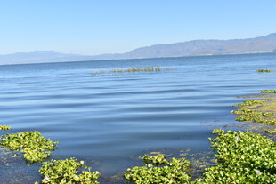 湖畔绿植与平静湖水风光