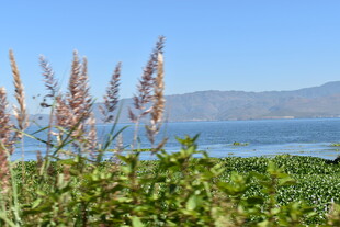 湖畔植物与远山美景